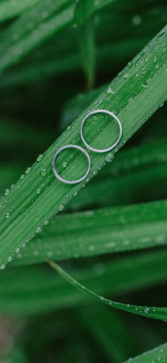 grass, drops, rings