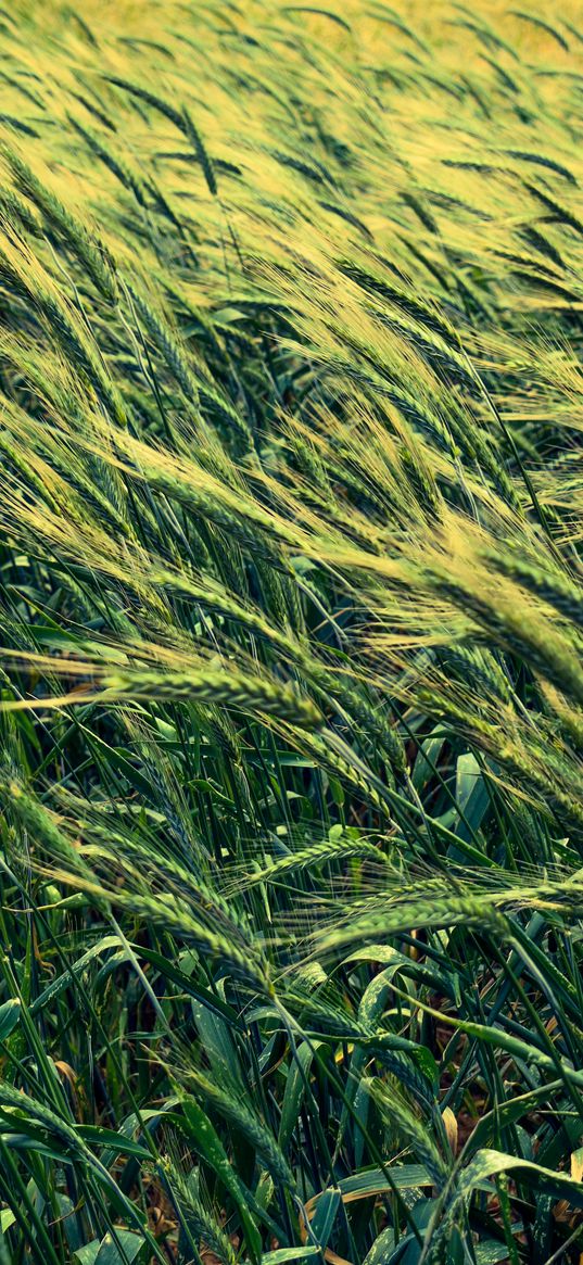 barley, cereals, field