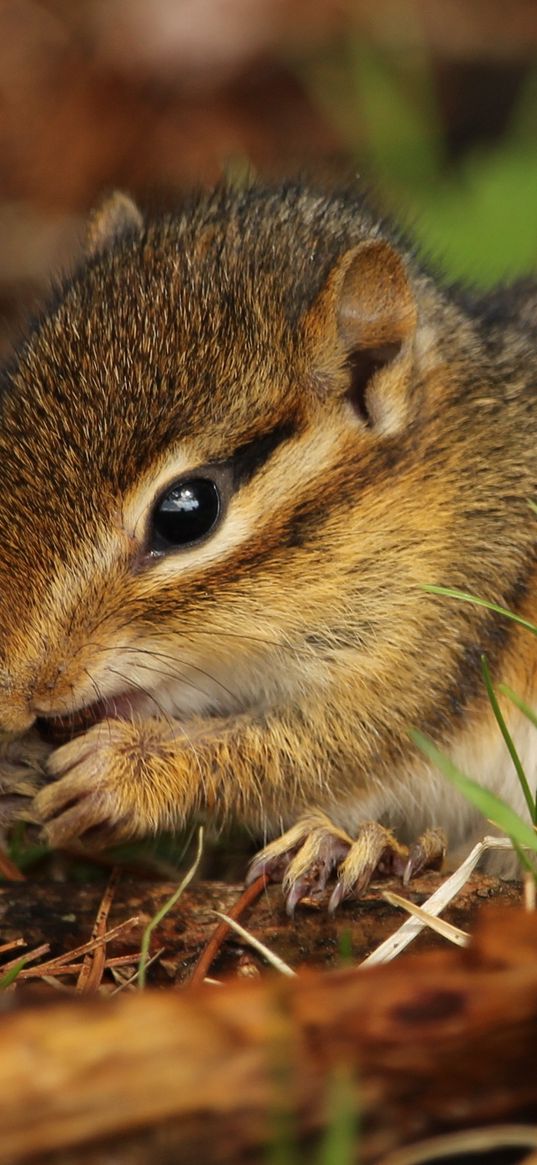 chipmunk, rodent, grass, food