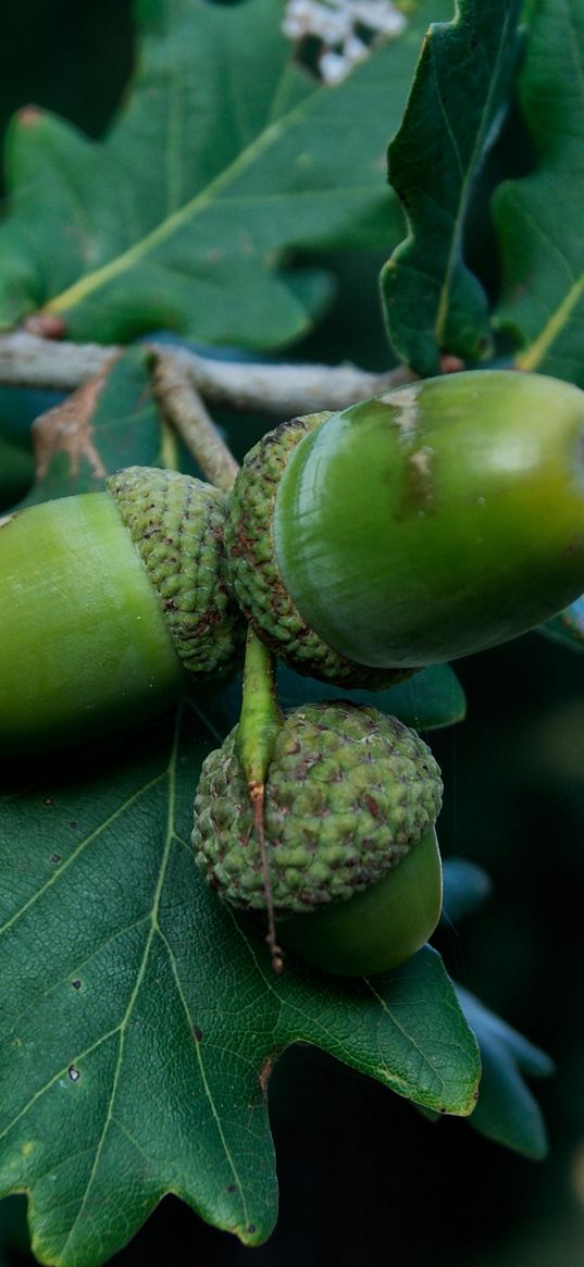 acorns, oak, branch