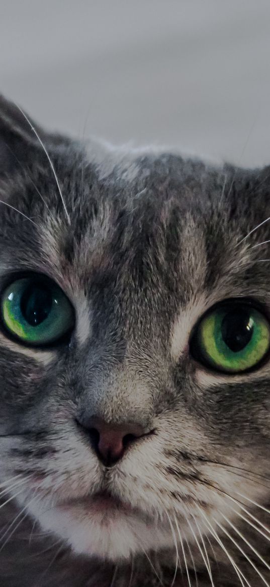 cat, green-eyed, muzzle