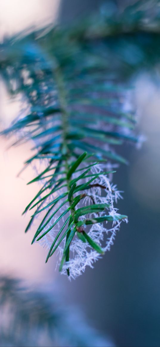 branch, fir, frost, blurring