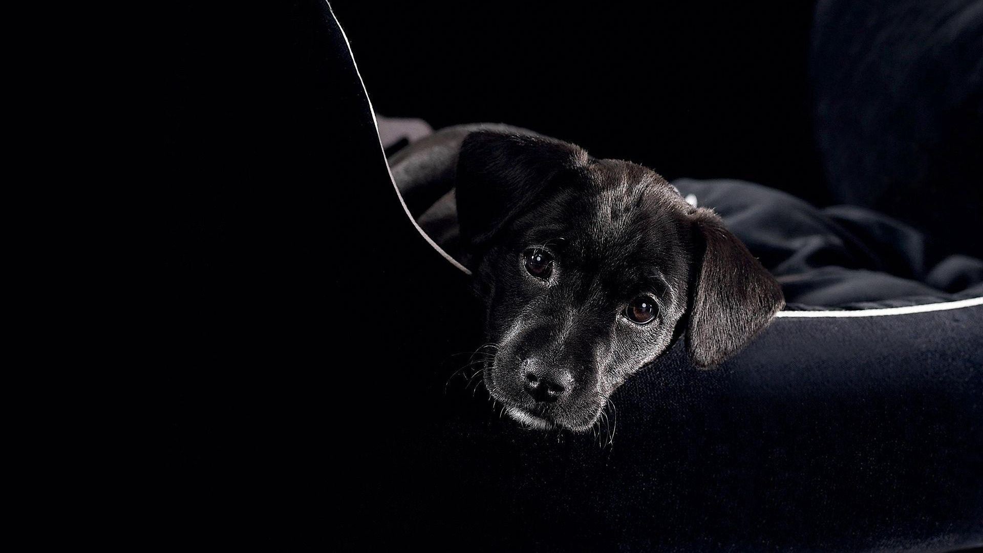 puppy, black, lie, face