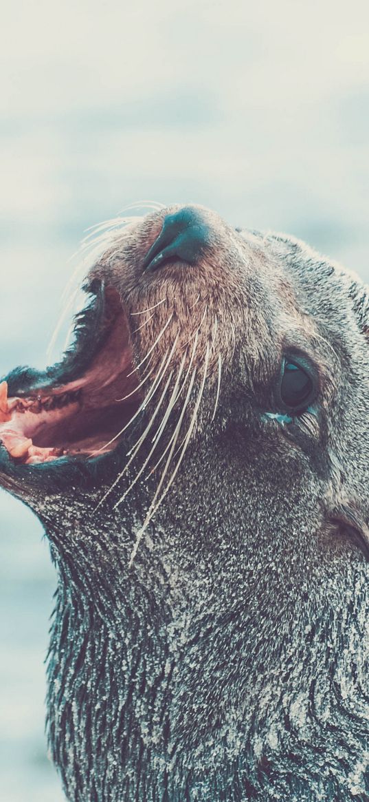 fur seal, cry, muzzle, water