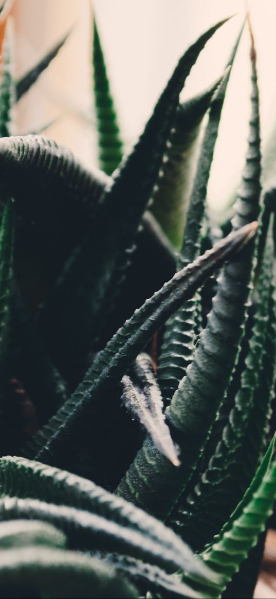 houseplant, leaves, branches