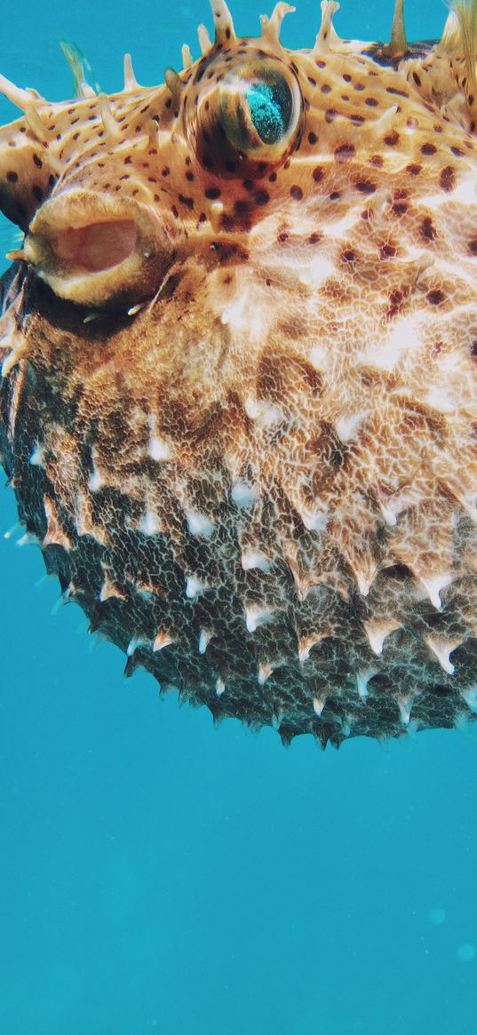 sea urchin, underwater world, spines