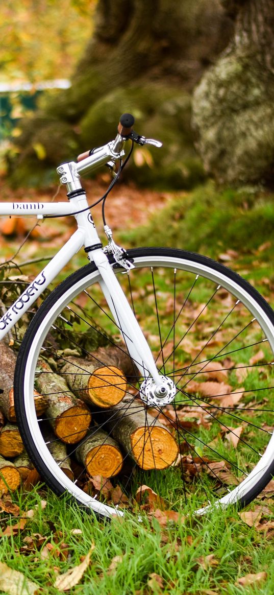 bicycle, autumn, foliage