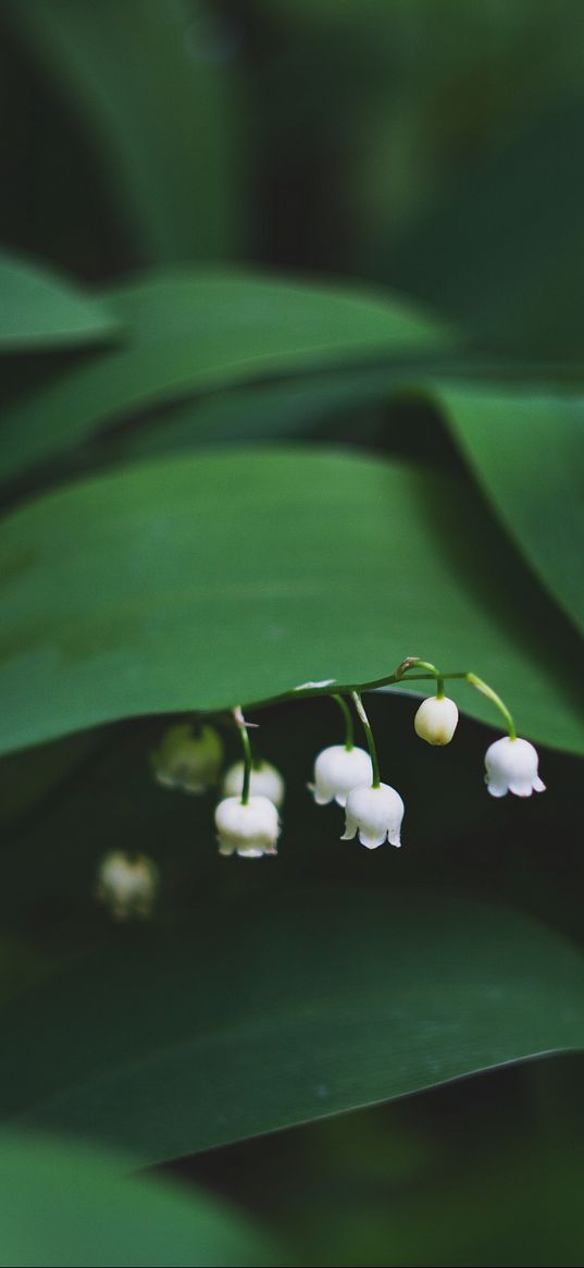 lily of the valley, flowers, leaves