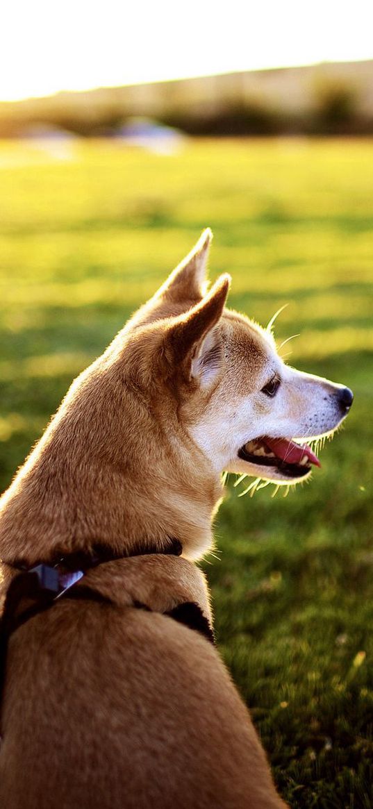 dog, grass, sit, rest, sunset, tongue