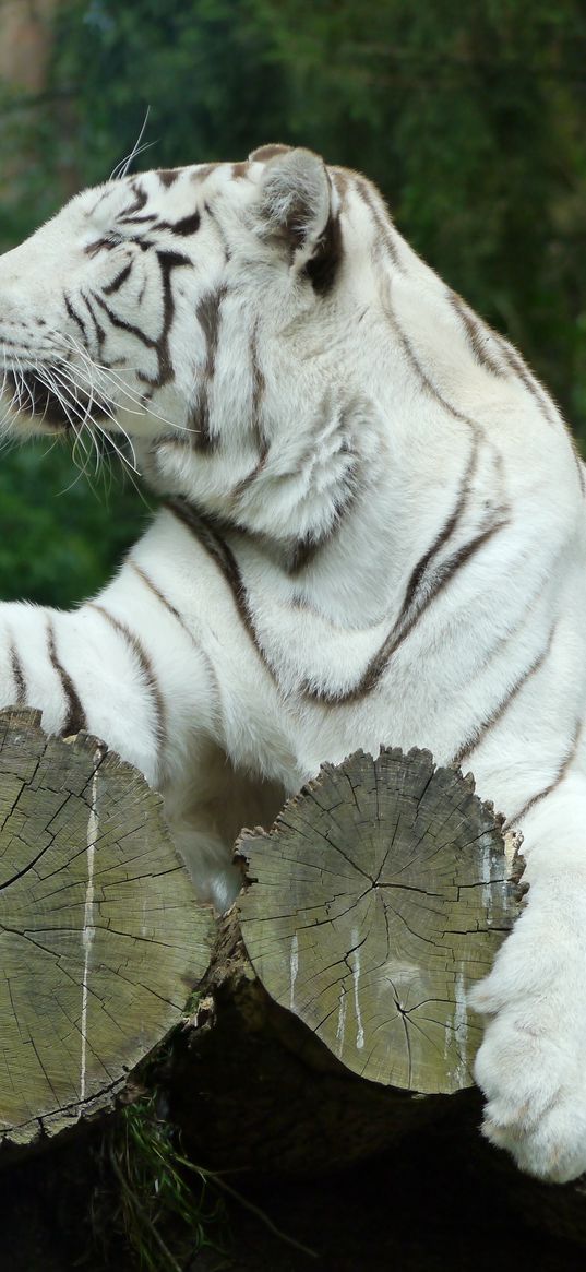 white tiger, bengal tiger, predator