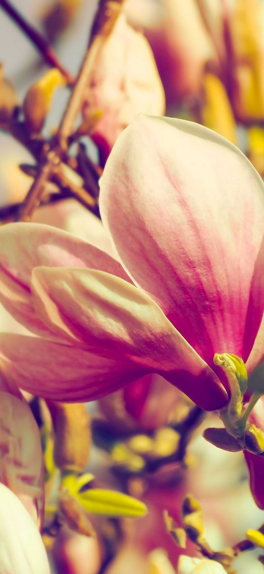 magnolia, flowers, petals, branch