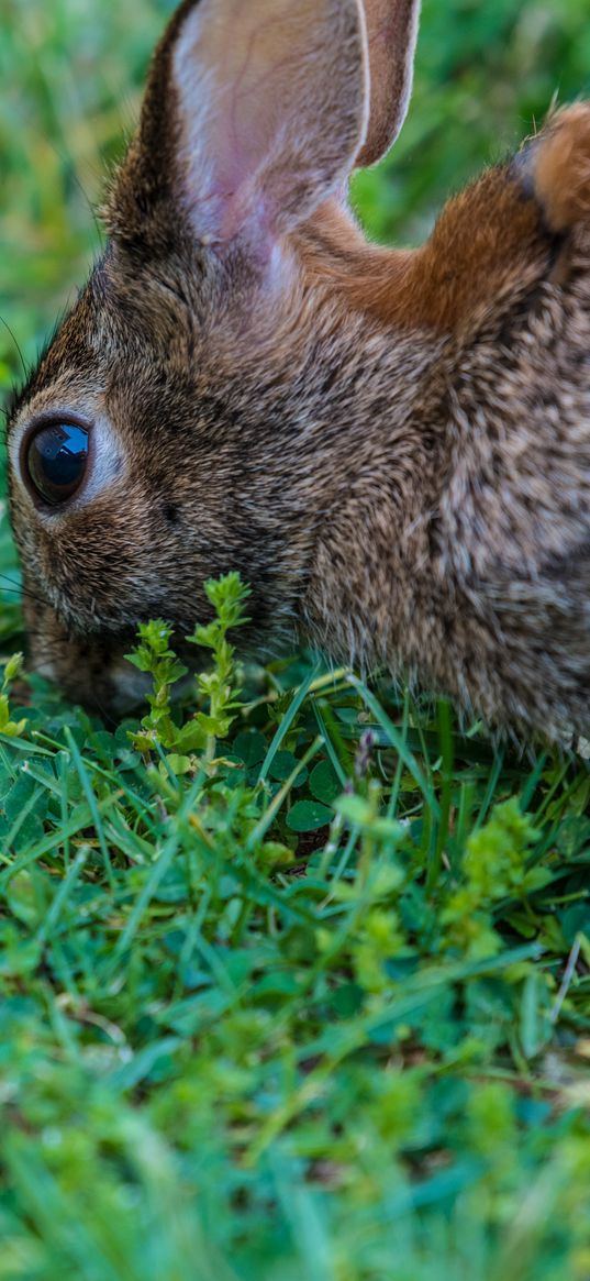 hare, grass, food, eyes