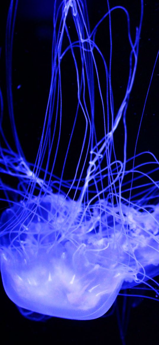 jellyfish, glowing, phosphorus