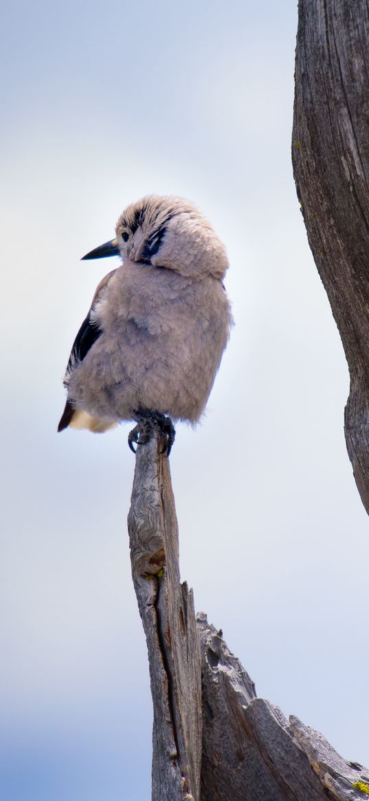 bird, branch, sits