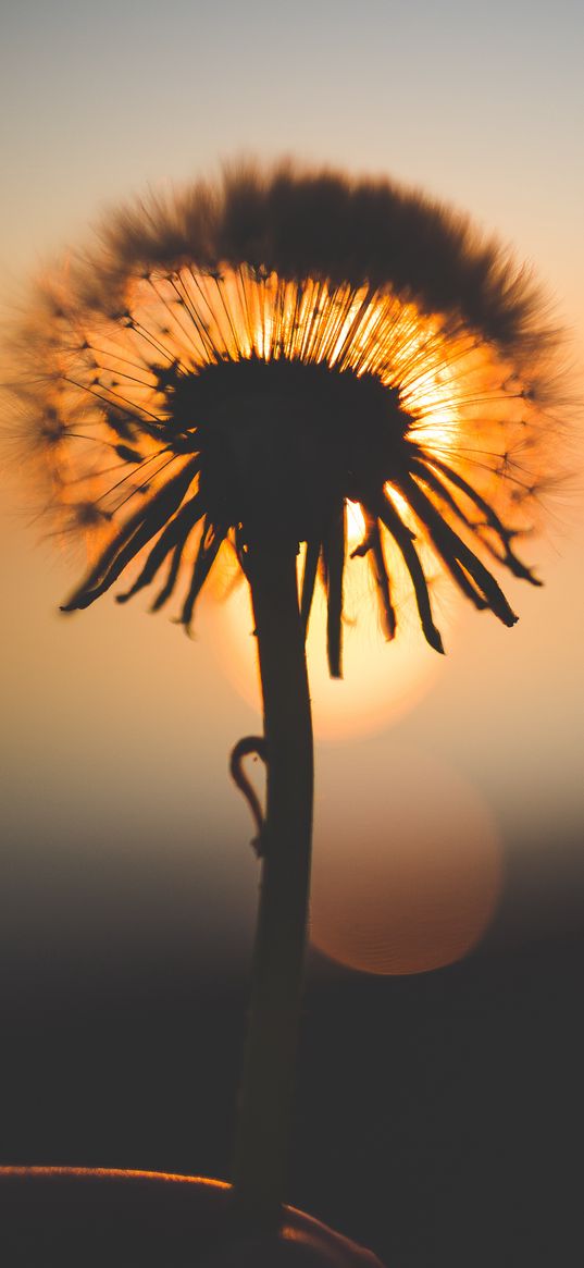 dandelion, sunset, silhouette