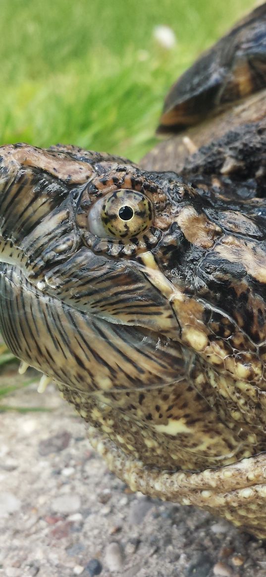 common snapping turtle, reptile, head, armor