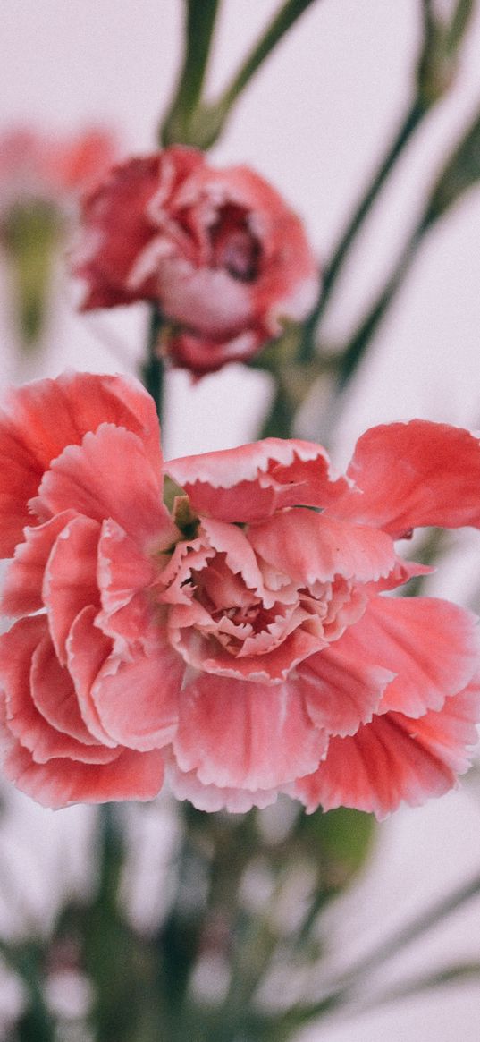 carnations, petals, bud, blur