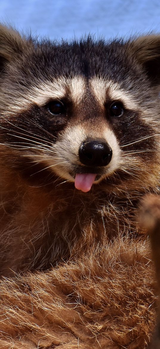 raccoon, protruding tongue, muzzle