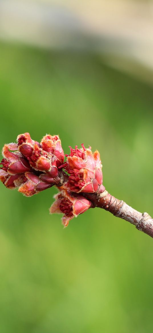 branch, spring, tree, kidneys