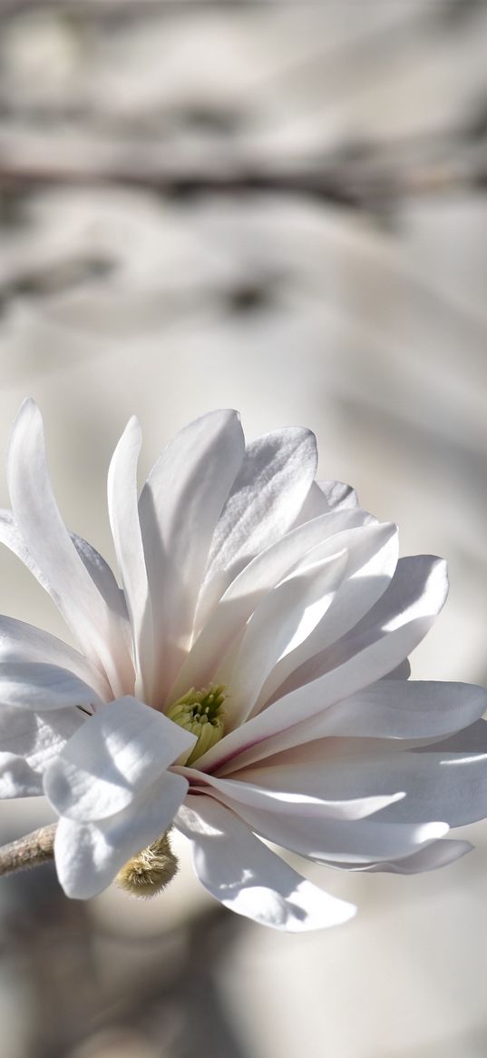 magnolia, tree, flowers