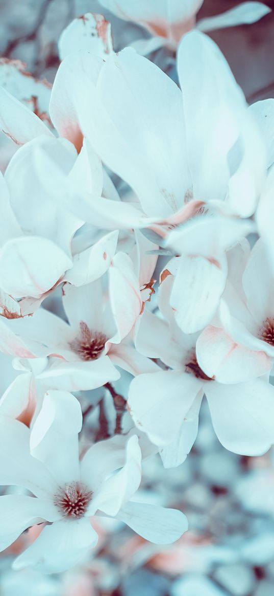 magnolia, flowers, bloom