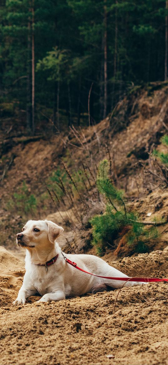 dog, sand, leash, walk