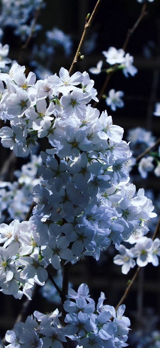 flowering, branches, spring