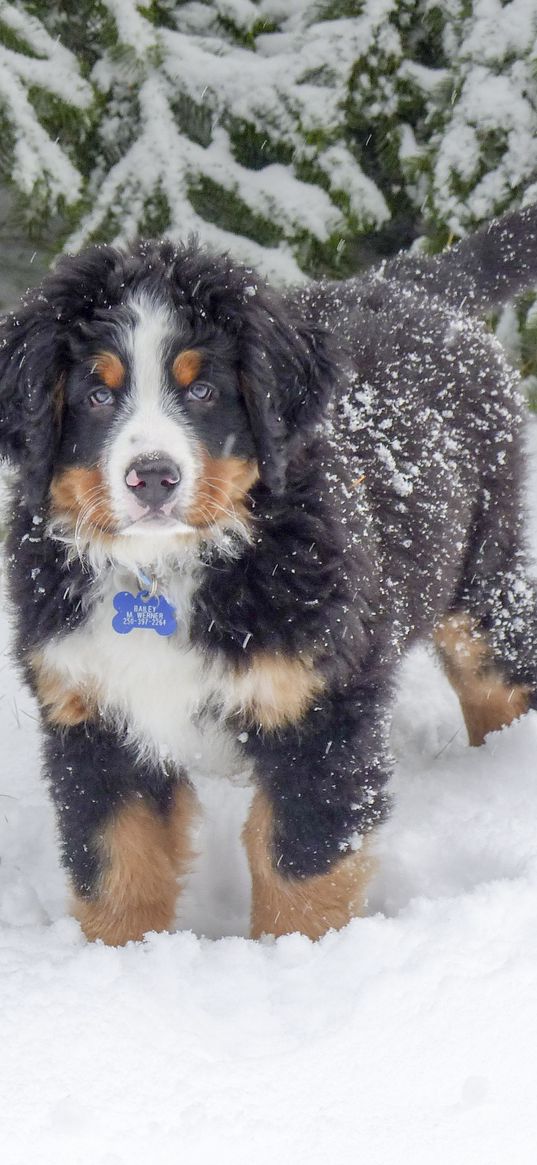 bernese mountain dog, berner sennenhund, dog, winter, snow