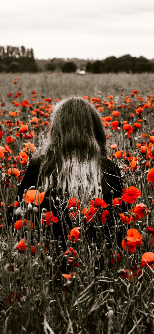 girl, field, poppies, flowers