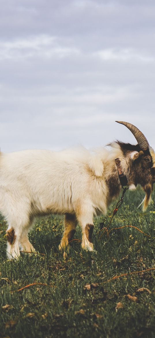 goat, field, grass