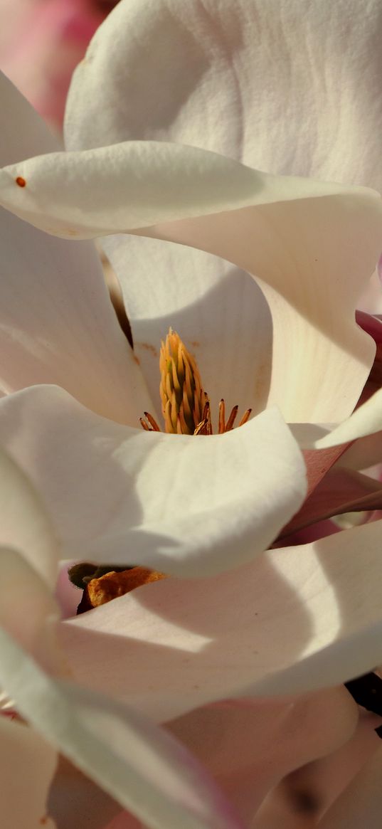 magnolia, flowers, petals, white