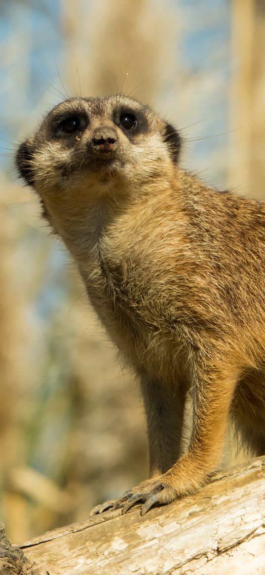 meerkat, animal, look