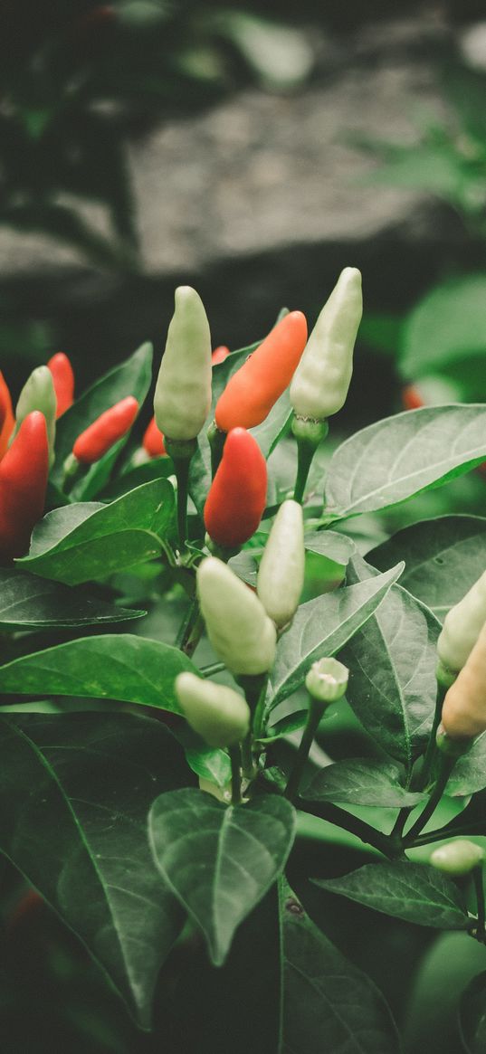 pepper, chili, fruit, leaves