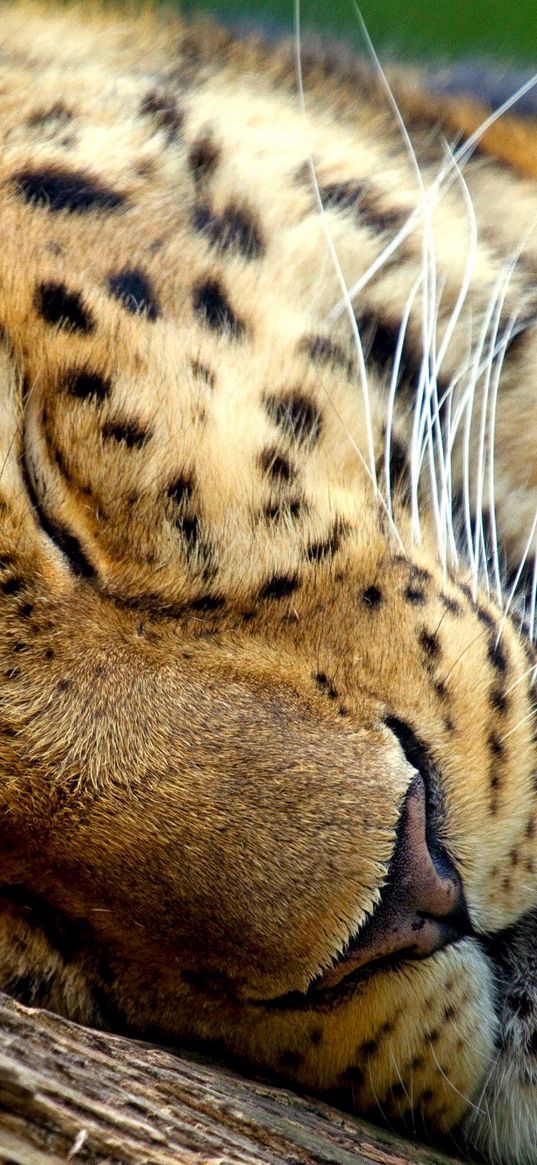 leopard, sleep, eyes, muzzle