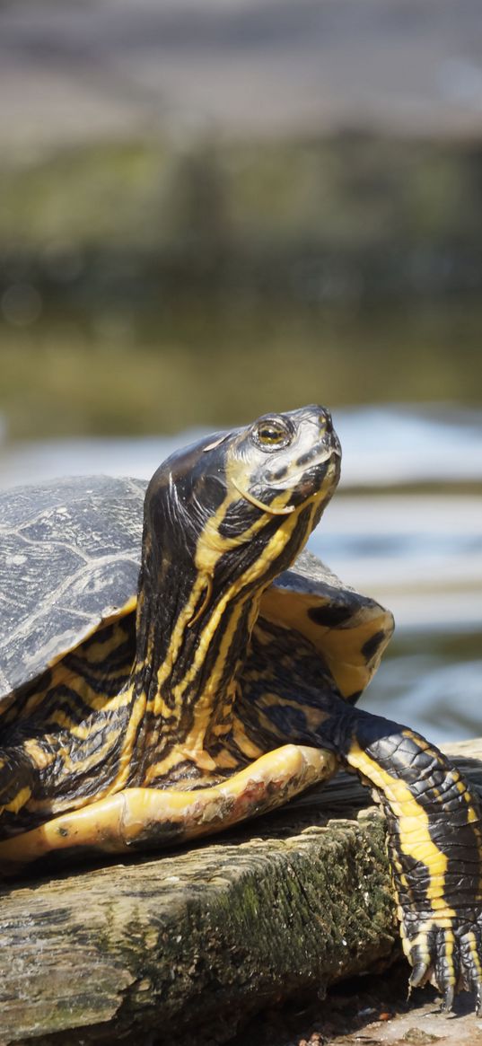 turtle, head, paws, armor