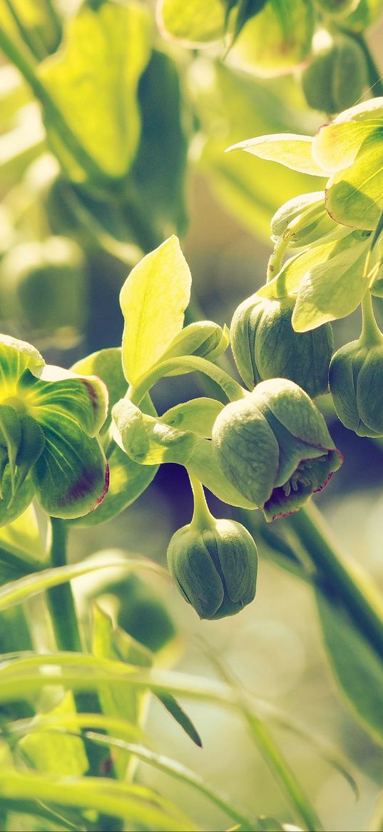 hellebore, buds, stems