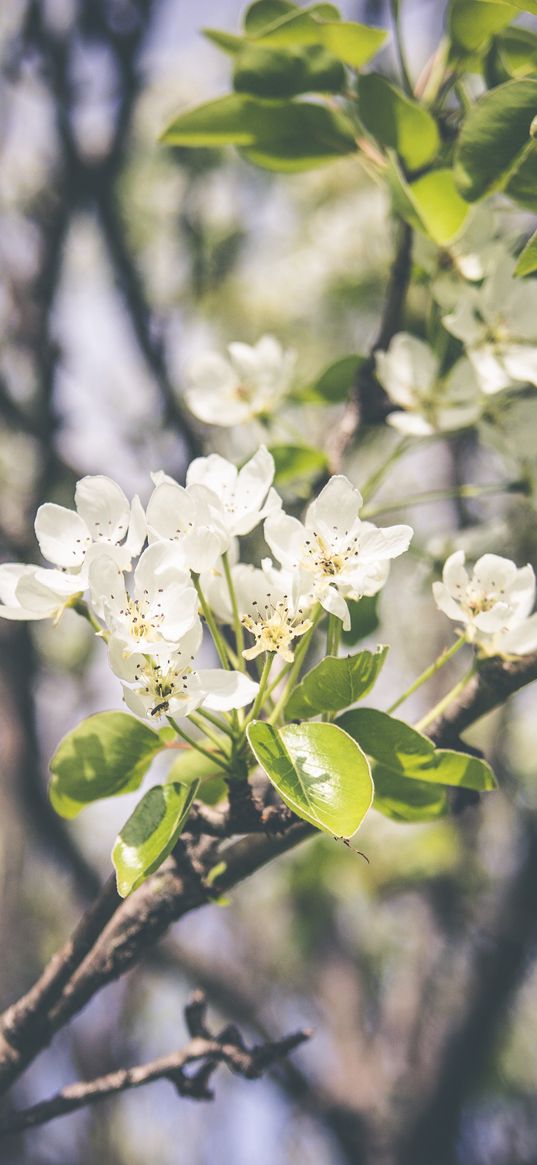 spring, flowering, branch, flowers