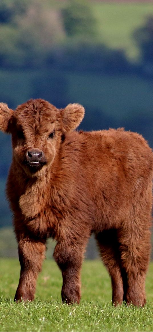 calf, cow, fluffy, grass