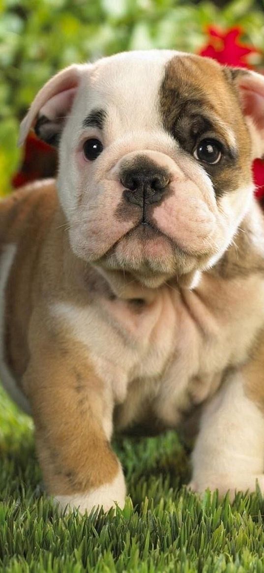 puppies, english bulldog, kids, couple