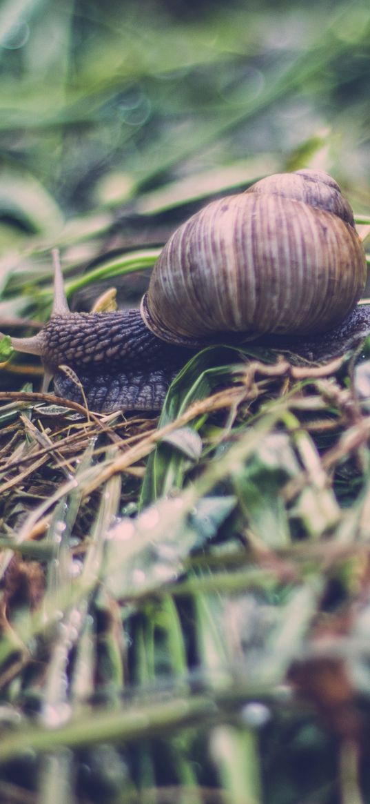 snail, shell, antennae, grass