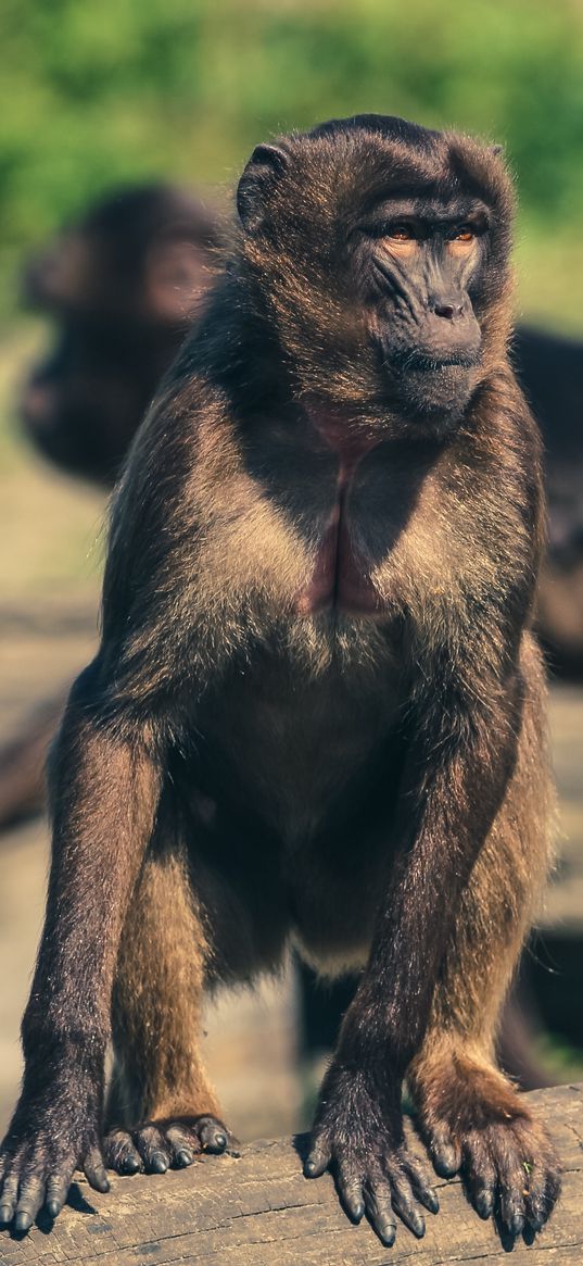 monkey, marmoset, zoo