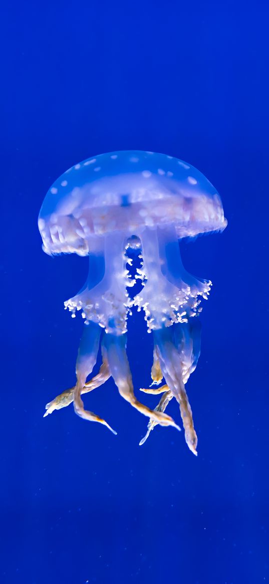 jellyfish, tentacles, swim, underwater world