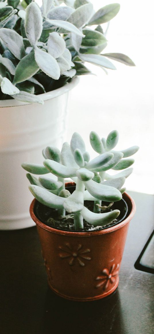 houseplant, window sill, candle