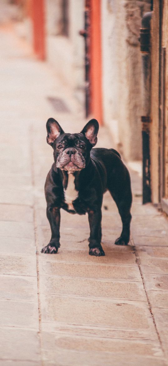 french bulldog, dog, street