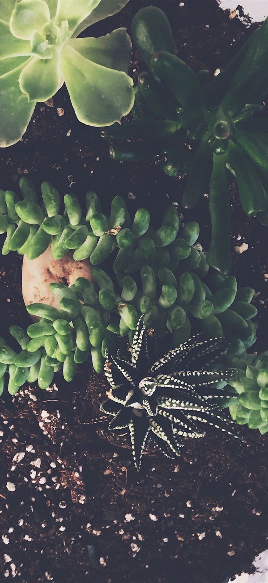 houseplant, soil, leaves