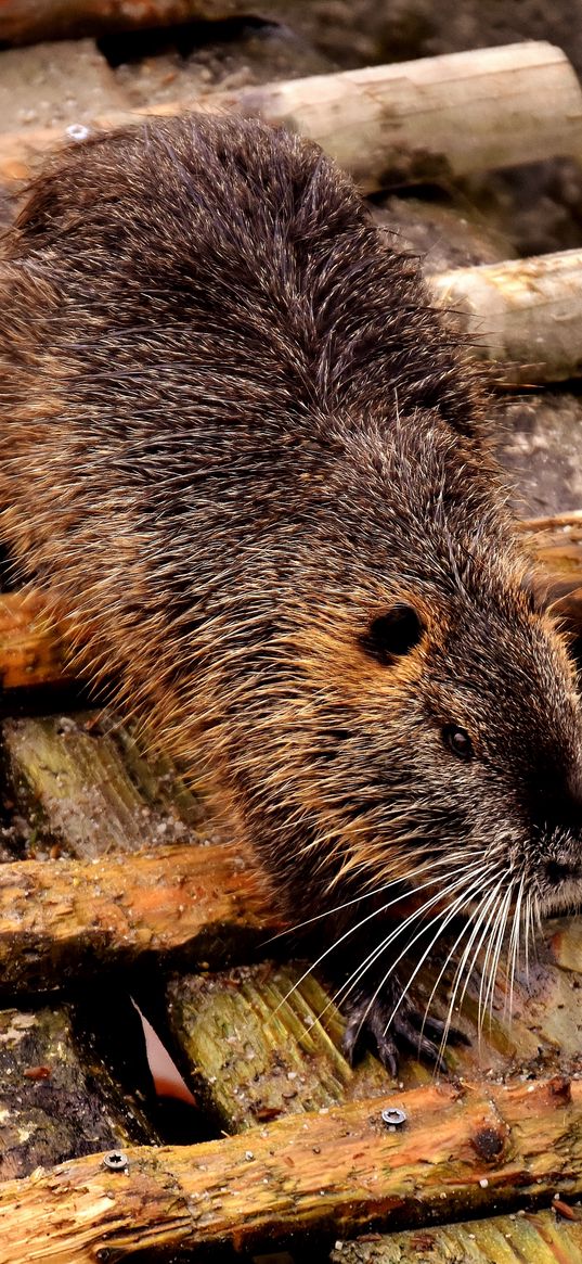 nutria, dam, coypu, rodent