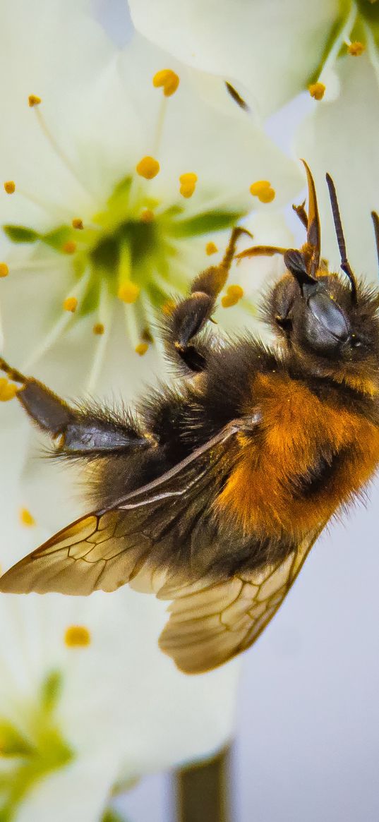 bee, pollination, flower