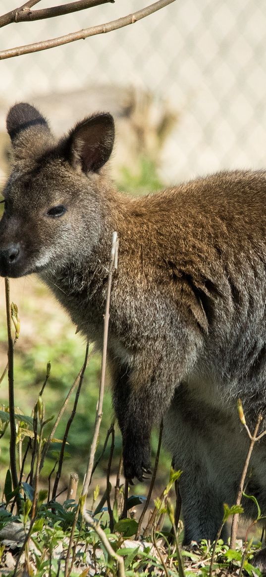 kangaroo, walk, grass