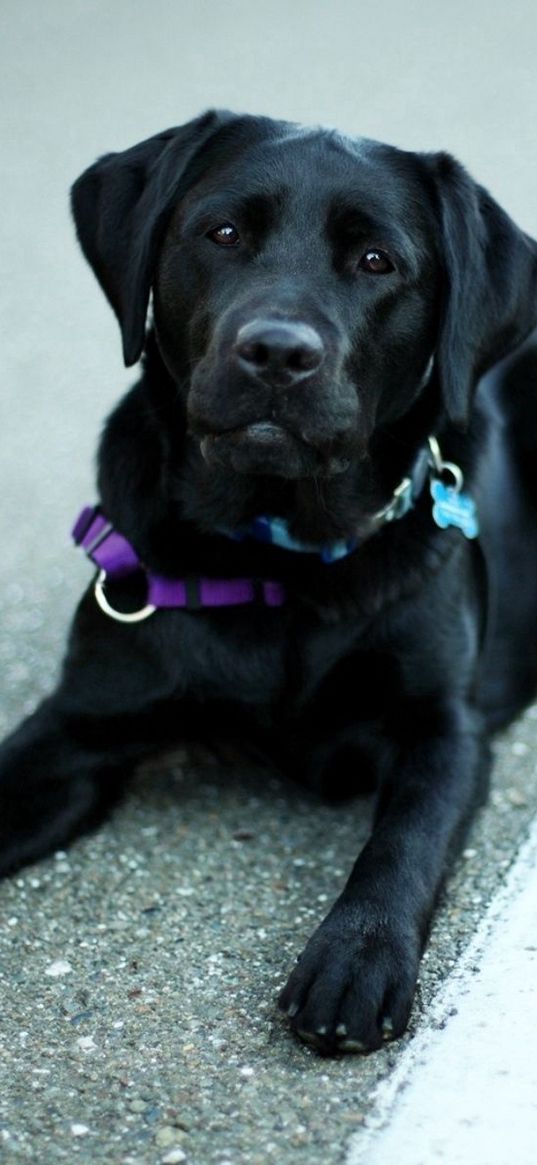 labrador, retriever, black, lying