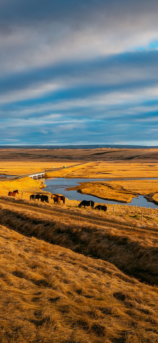 pasture, horses, grass